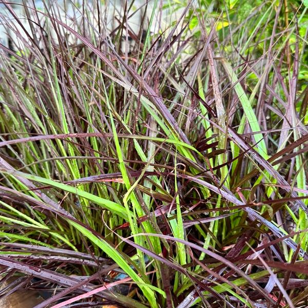 観葉植物 苗 グランドカバー グラス：ペニセタム パープルファウンテン