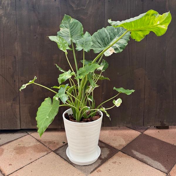 観葉植物：斑入りクワズイモ*鉢植え 受皿付 バークチップ : 遊恵盆栽