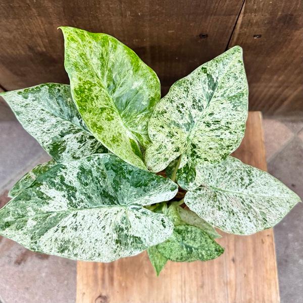 観葉植物：アロカシア オドラ バリエガータ*プラポット ココヤシ