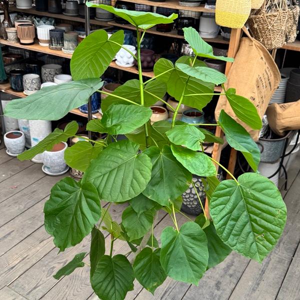 フィカス ウンベラータ ファイバー鉢 お皿付き フィカス ウンベラータ ファイバー鉢 お皿付き フィカス