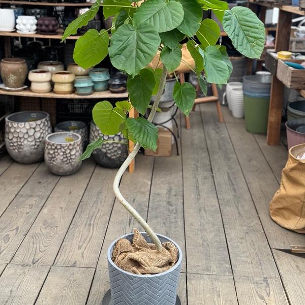 おしゃれ 観葉植物：フィカス ウンベラータ*鉢カバー 皿付き