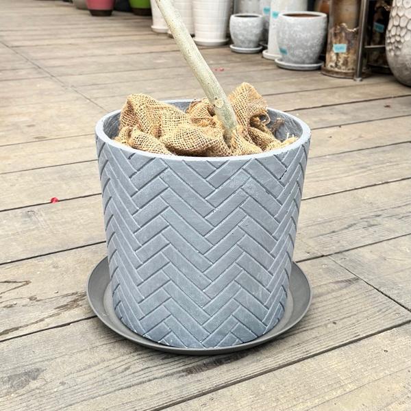 おしゃれ 観葉植物：フィカス ウンベラータ*鉢カバー 皿付き