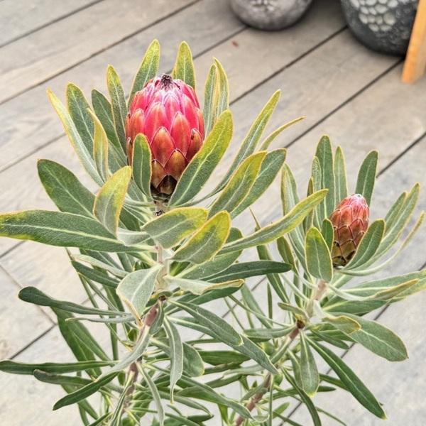 プロテア スペシャル ピンクアイス 大苗 プロテア スペシャルピンクアイス | 沼ノ上農園