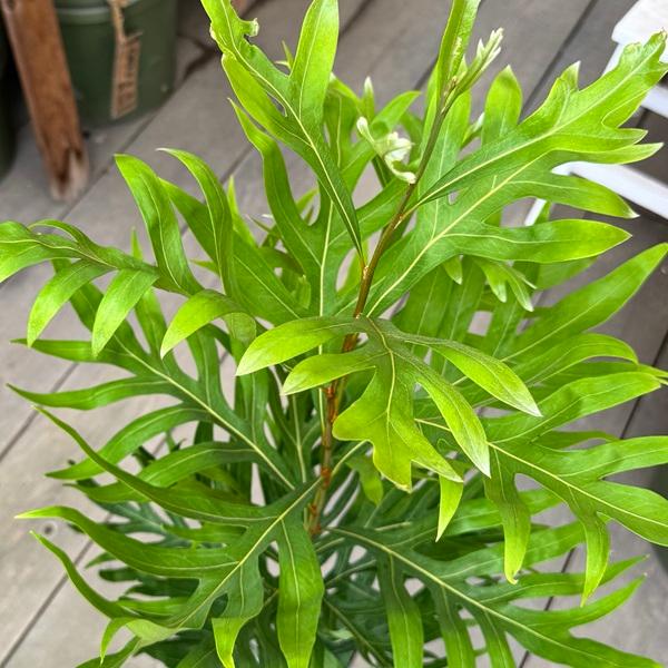 花苗 観葉植物：グレビレア ゴールド*6号 バイレヤナ バイレアナ