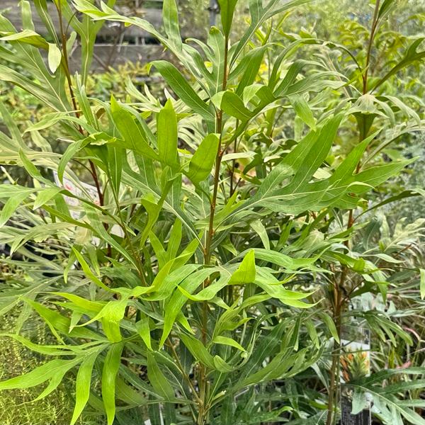 花苗 観葉植物：グレビレア ゴールド*6号 バイレヤナ バイレアナ