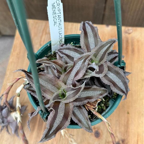 観葉植物：クリプタンサス ラセルダエ メネスカル*4号吊り鉢 : 遊恵