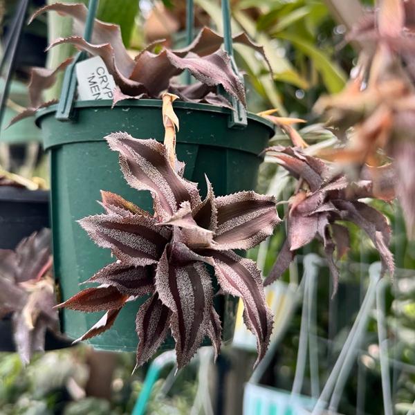 クリプタンサス 着生 Cryptanthus Timberworf artPLANTs PLANTS GARAGE