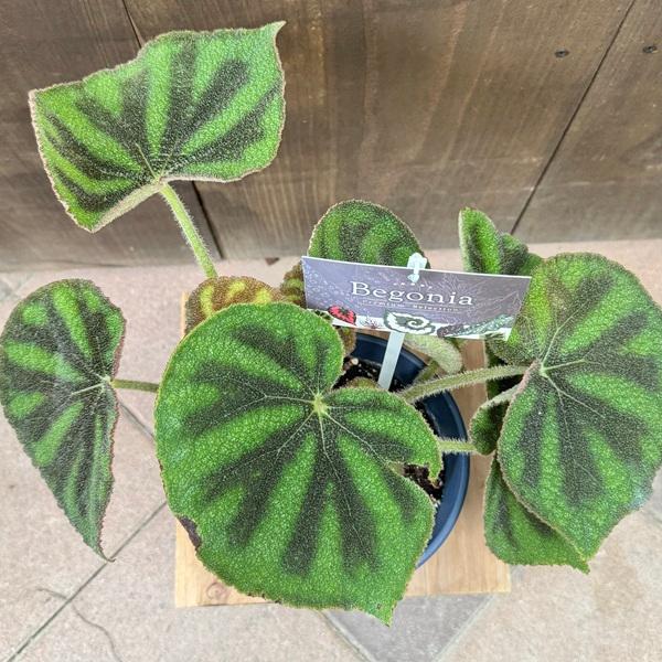 おしゃれ 観葉植物：ベゴニア マッソニアナマクラータ*Begonia