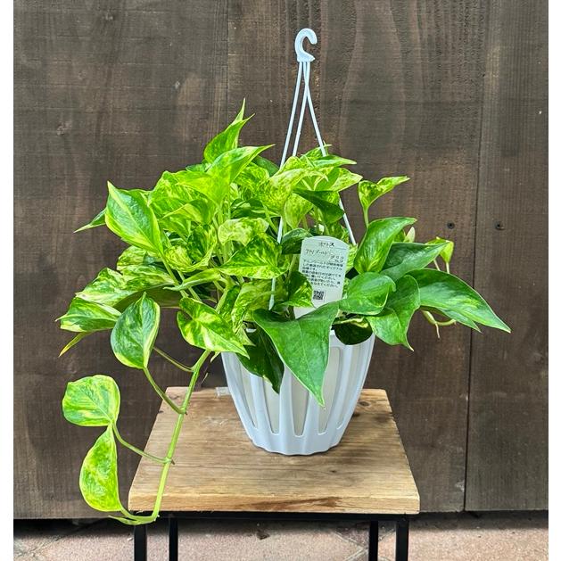 【現品・鉢まま出荷】希少　ポトス　テルノマドンナ　５号吊り鉢 ザ・ファームセレクト]ポトス：テルノマドンナ 5号吊り鉢 の通販