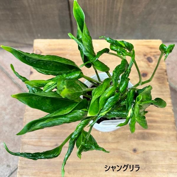 ポトス　テルノプレシャス 園芸ネット本店｜[ザ・ファームセレクト]ポトス：テルノグレース 5号