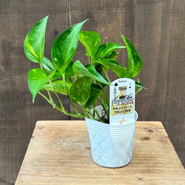 おしゃれ 観葉植物 品種選べます：ポトス テルノ 各種*3号ムーンライト
