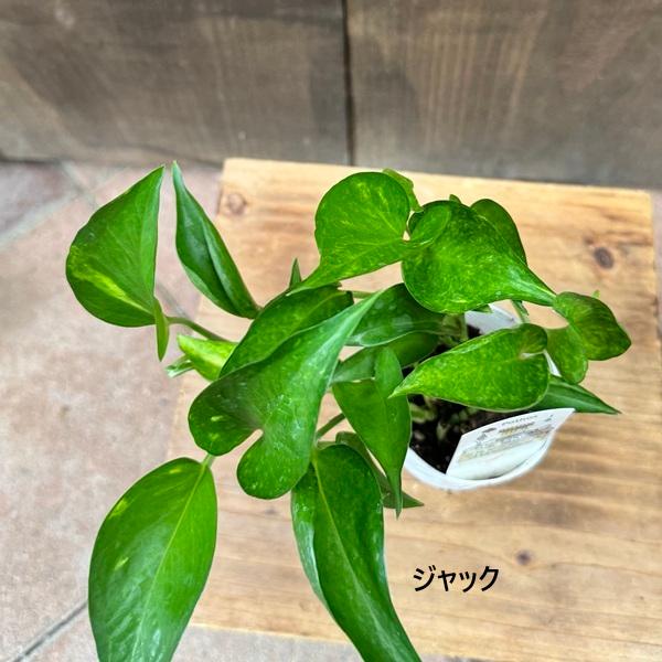 ポトス　テルノプレシャス 園芸ネット本店｜[ザ・ファームセレクト]ポトス：テルノグレース 5号