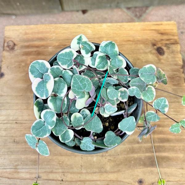 おしゃれ 観葉植物：ハートカズラ レディハート*プラポット : 遊恵盆栽