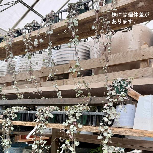 観葉植物 苗：ハートカズラ レディハート*プラポット : 遊恵盆栽 Yahoo
