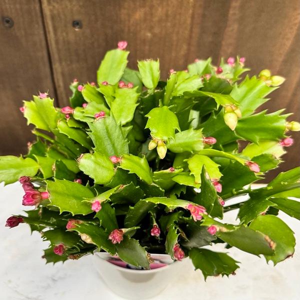 おしゃれ 観葉植物 選べる：デンマークカクタス コンペイト