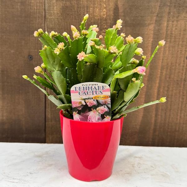 おしゃれ 観葉植物 選べる：デンマークカクタス コンペイト