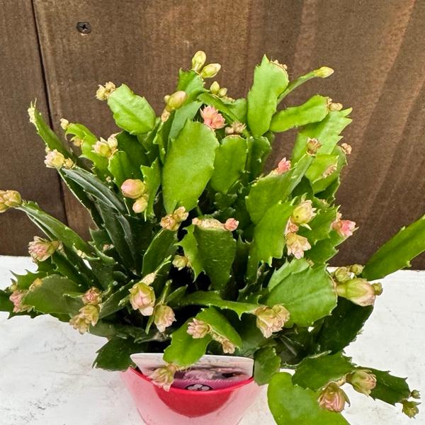 おしゃれ 観葉植物 選べる：デンマークカクタス コンペイト