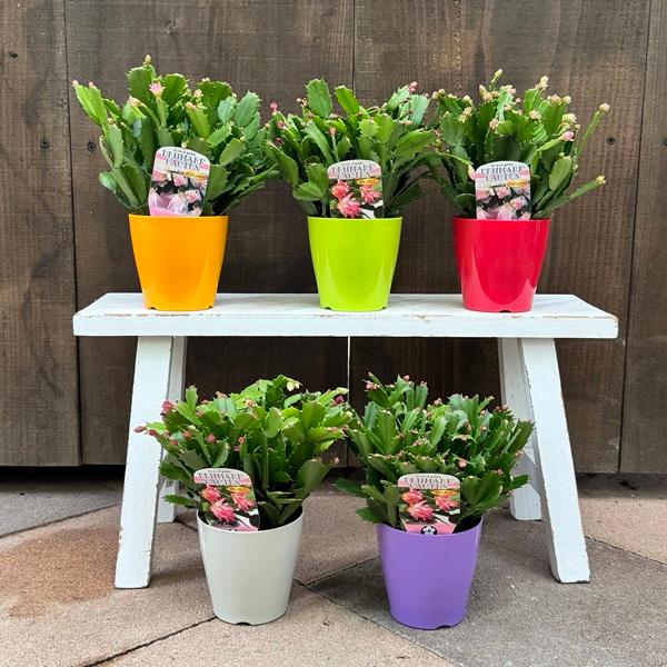 おしゃれ 観葉植物 選べる：デンマークカクタス コンペイト