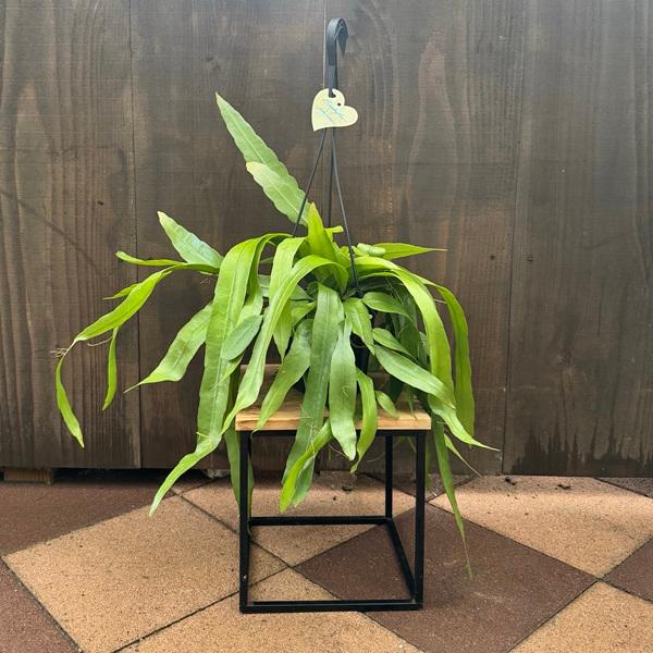 観葉植物：エピフィラム プミラム*5号 黒吊り鉢 姫月下美人 Epiphyllum