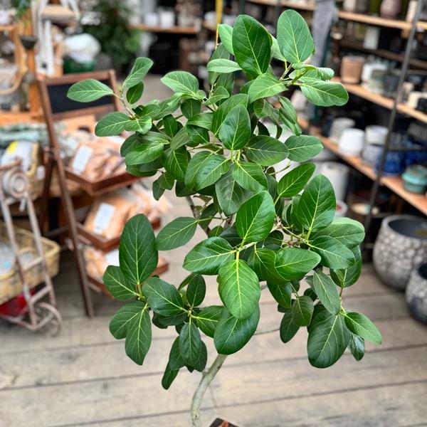 おしゃれ 観葉植物：フィカス ベンガレンシス*ベンガルゴムの木 7号