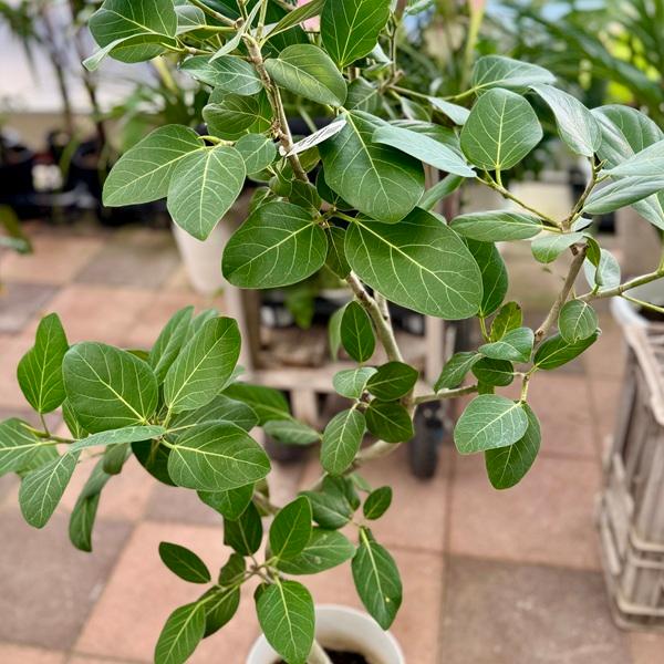 おしゃれ 観葉植物：フィカス ベンガレンシス*ベンガルゴムの木 7号