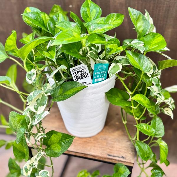 ポトス グローバル　観葉植物 寄せ植え　アウトドア おしゃれ 観葉植物：ポトス 寄せ植え*6号 セラアート エンジョイ