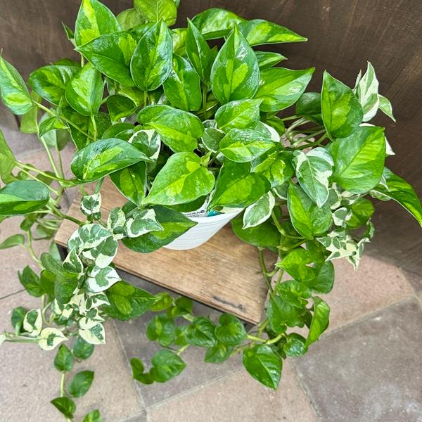 おしゃれ 観葉植物：ポトス 寄せ植え*6号 セラアート エンジョイ