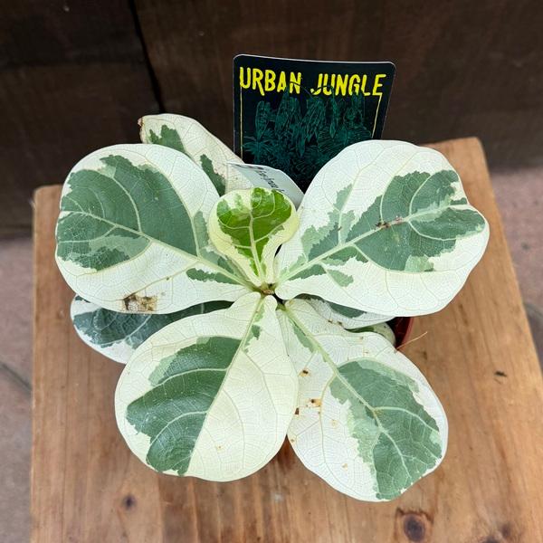 希少 カシワバゴムノキ バリエガータ 斑入り 5号株 希少