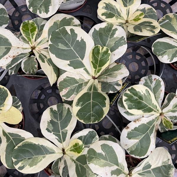 おしゃれ 観葉植物：カシワバゴムの木 斑入り*4号 プラポット : 遊恵