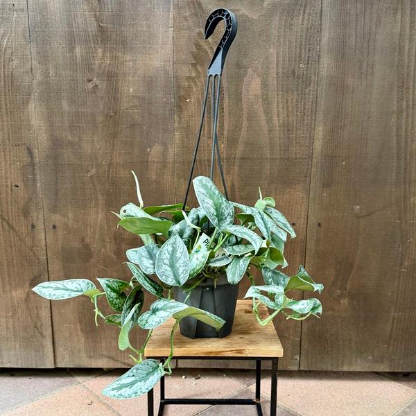 おしゃれ 観葉植物：スキンダプサス トレビー*5号吊り : 遊恵盆栽