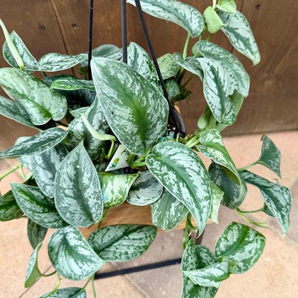 おしゃれ 観葉植物：スキンダプサス トレビー*5号吊り : 遊恵盆栽