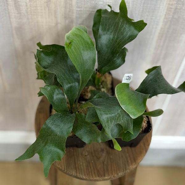 おしゃれ 観葉植物：ヒリーリムコン スポア株*ビカクシダ コウモリラン