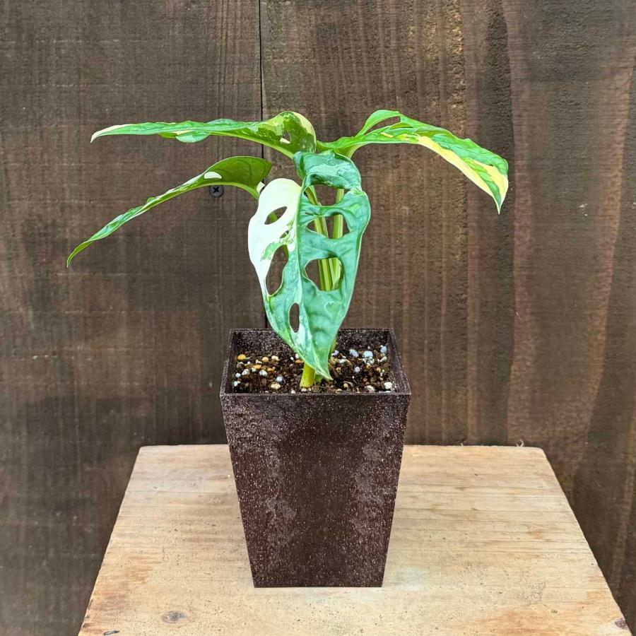 おしゃれ 観葉植物：斑入りマドカズラ* : 遊恵盆栽 Yahoo!店 - 通販