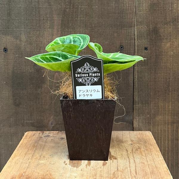 アンスリウム ドラヤキ　観葉植物　3号　レア　希少種　ハートの形 アンスリウム ドラヤキ 観葉植物 3号 レア 希少種 ハートの形 - メルカリ