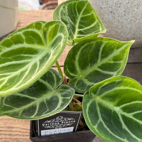 観葉植物：アンスリウム ドラヤキ*エコポット ココヤシ飾り Anthurium