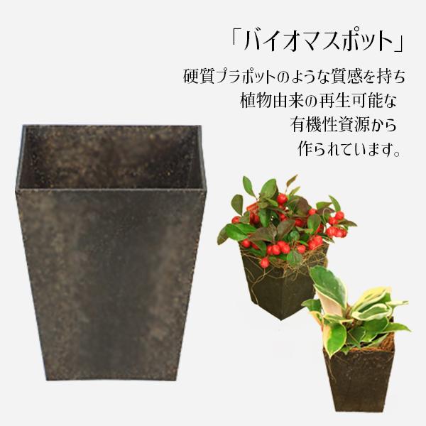 観葉植物 オリーブの木：オリーブ エルグレコ*エコポット ココヤシ飾り