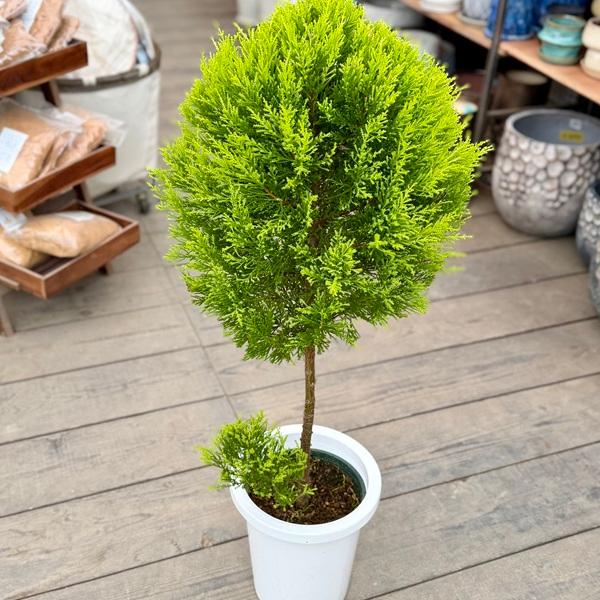 おしゃれ 観葉植物：コニファー ゴールドクレスト トピアリー*8号 プラポット 大型ヤマト便_1