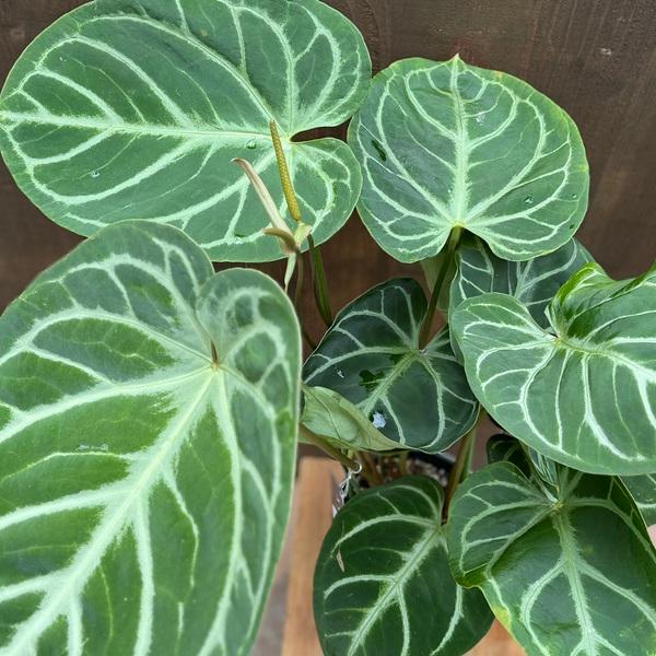 観葉植物：アンスリウム ドラヤキ×マグニフィカ*5号 プラポット