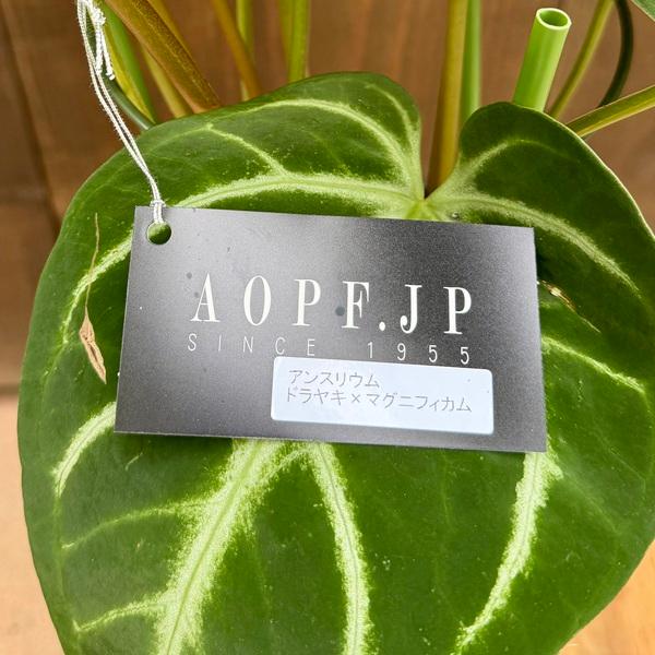 観葉植物：アンスリウム ドラヤキ×マグニフィカ*5号 プラポット