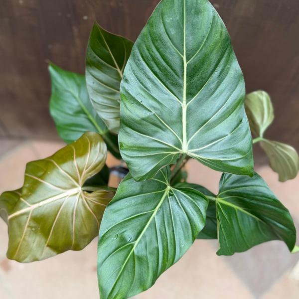 おしゃれ 観葉植物：フィロデンドロン サマーグローリー*5号