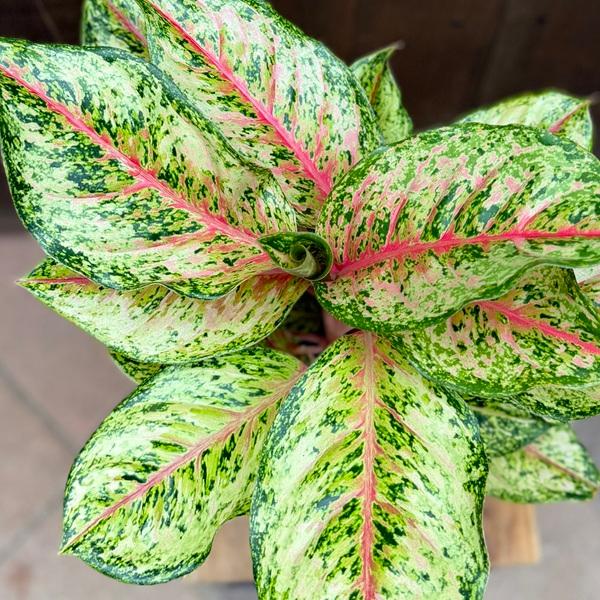 おしゃれ 観葉植物：アグラオネマ テンカラット*ロツンダム 10カラット