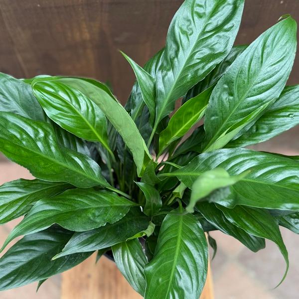 観葉植物：スパティフィラム スウィートキョリオサ*5号 スパッティ