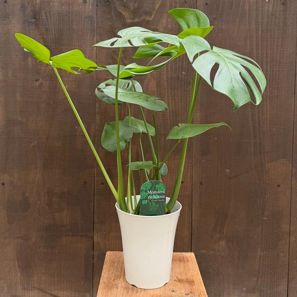 おしゃれ 観葉植物：モンステラ デリシオサ*デリシオーサ 6号 Monstera