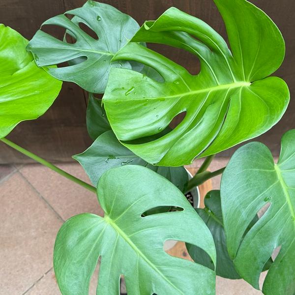 おしゃれ 観葉植物：モンステラ デリシオサ*デリシオーサ 6号 Monstera