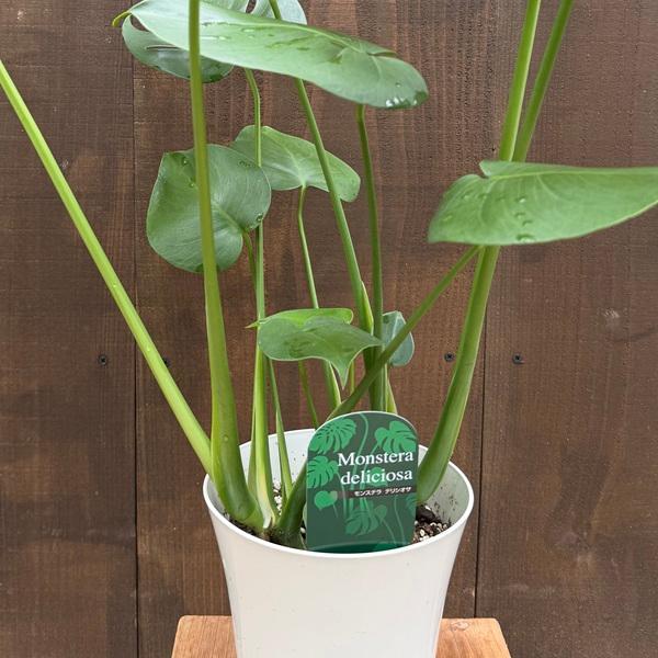 おしゃれ 観葉植物：モンステラ デリシオサ*デリシオーサ 6号 Monstera