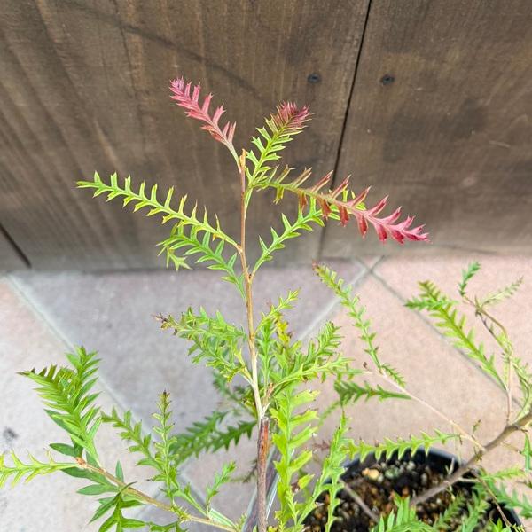 ［015］特価！値下げ 特大 グレビレア プーリンダピーター オージープランツ　 花苗 観葉植物：グレビレア ピーター*6号 プーリンダピーター : 遊恵