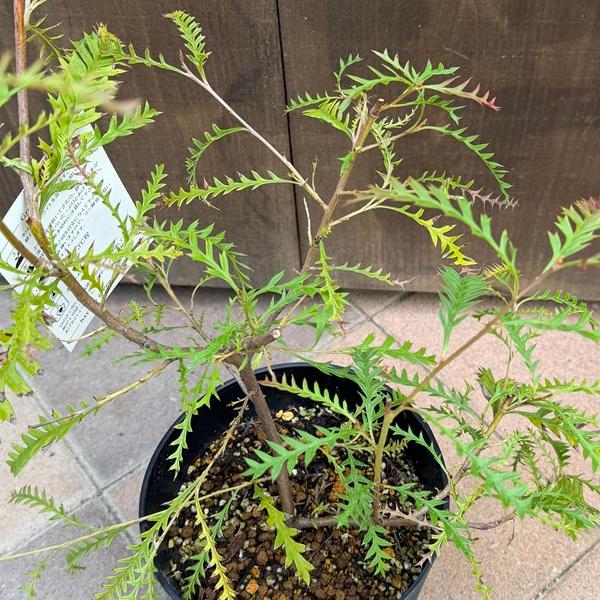 花苗 観葉植物：グレビレア ピーター*6号 プーリンダピーター : 遊恵