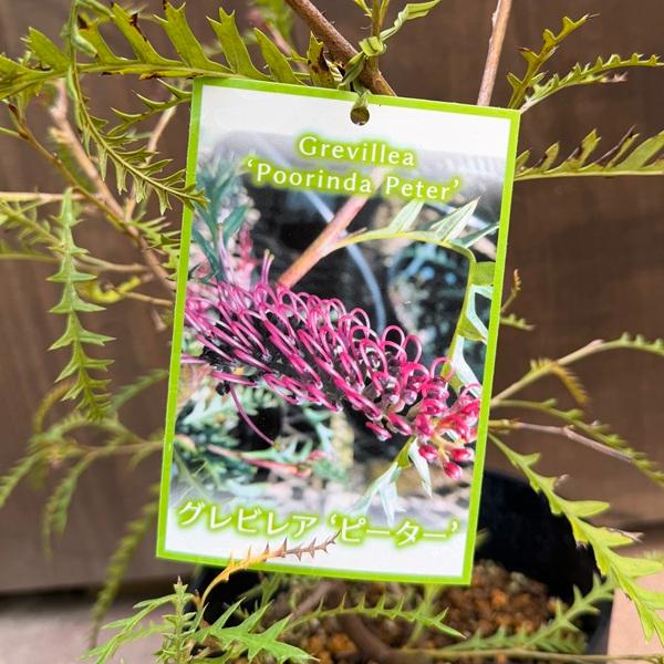 ［015］特価！値下げ 特大 グレビレア プーリンダピーター オージープランツ　 花苗 観葉植物：グレビレア ピーター*6号 プーリンダピーター : 遊恵