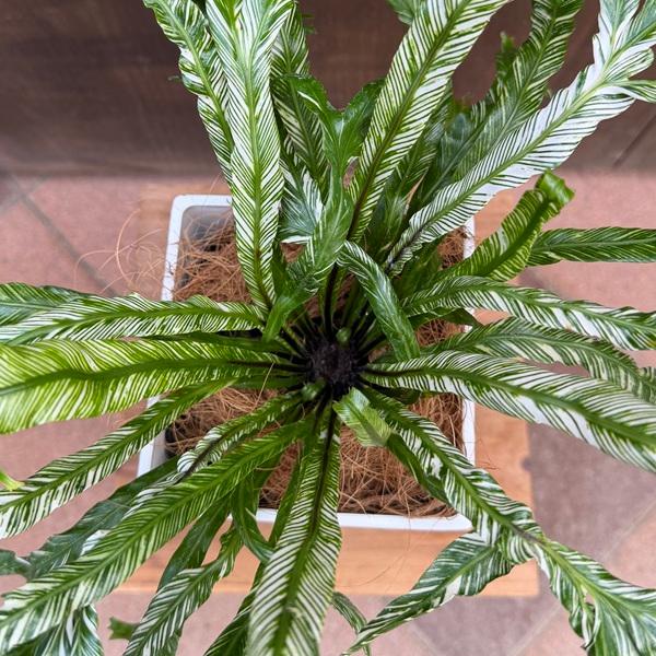 植物アルゴル　究極レア グレートアニマルカイザー 究極レア 植物アルゴル - メルカリ