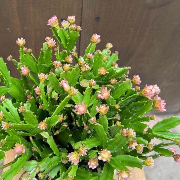 おしゃれ 観葉植物 花色選べます：デンマークカクタス コンペイトウ